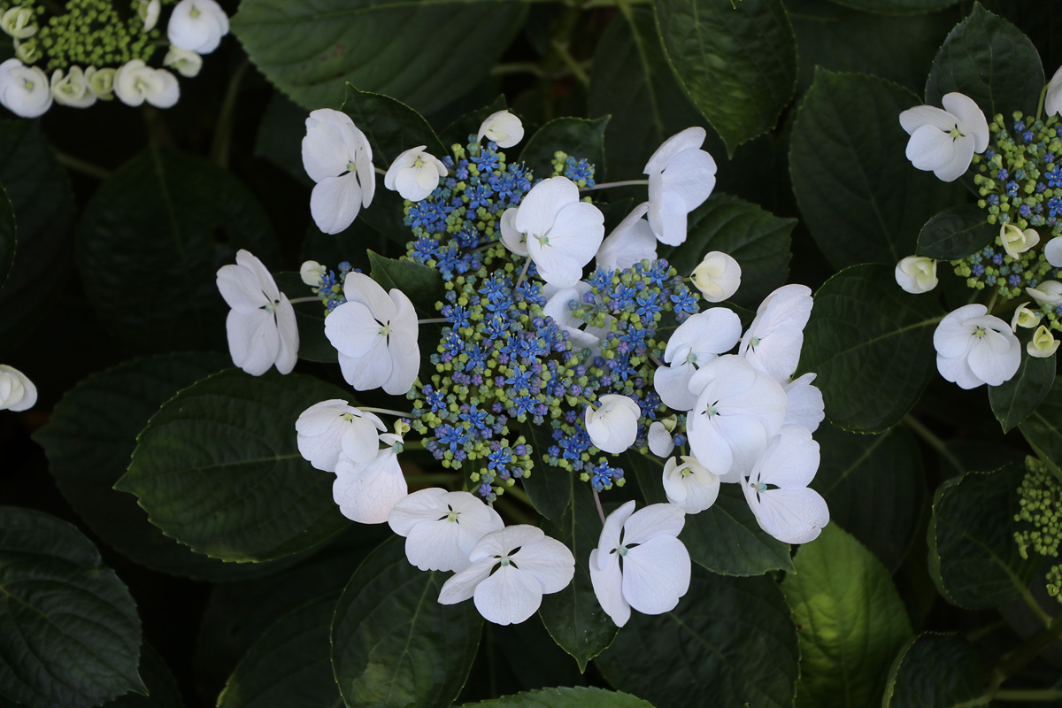 Hydrangea Libelle (1).jpg